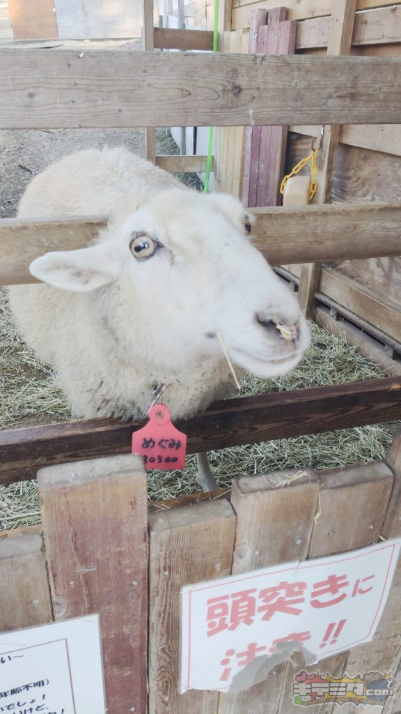 愛知牧場の羊めぐみちゃん